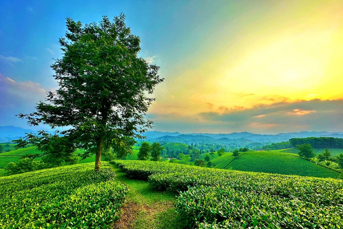 Nghia Lo tea plantation